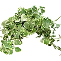 Lush Trailing Green Plants With White Edged Leaves And Natural Growth