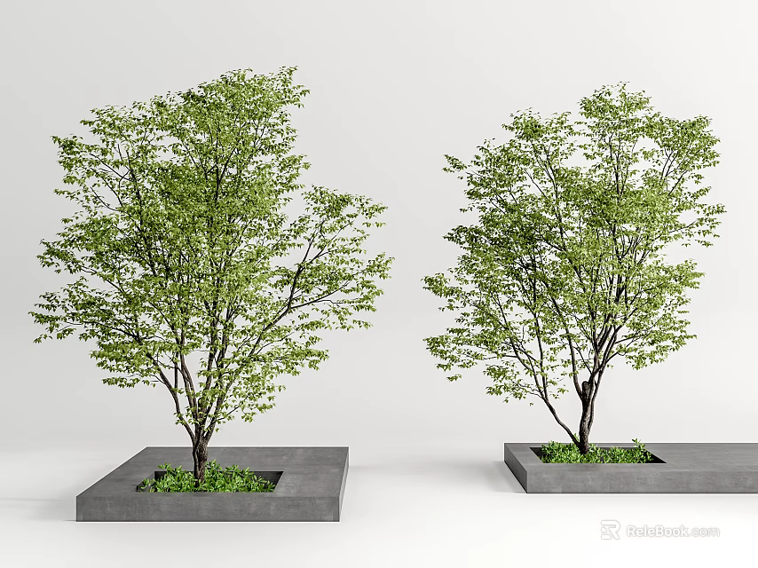Lush Green Arbor Trees In Square Concrete Planters For Garden Design 3d model 