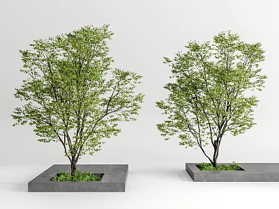 Lush Green Arbor Trees In Square Concrete Planters For Garden Design 3d model