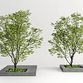 Lush Green Arbor Trees In Square Concrete Planters For Garden Design