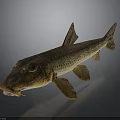 Spotted Brown And Yellow Fish With Prominent Fins Detailed Body Structure Against Dark Background