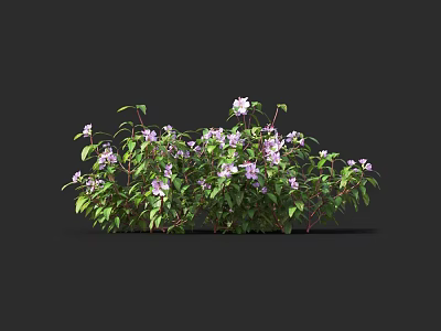 Bushy Flowering Plants with Green Leaves and Purple Small Flowers in Lush Growth 3d model