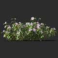 Bushy Flowering Plants with Green Leaves and Purple Small Flowers in Lush Growth