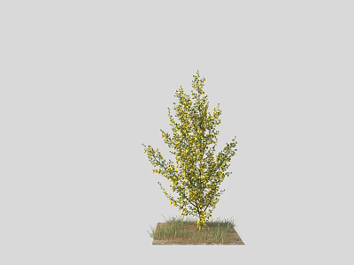 Deciduous Tree with Yellow Leaves Growing on Green Grass in Natural Scene 3d model