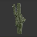 Green Cactus Plant With Multiple Branches And White Flowers On Gray Background