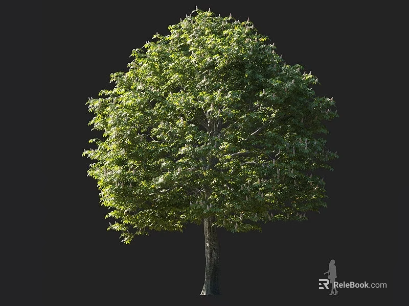 Tall Deciduous Tree with Lush Green Foliage and Human Silhouette Showing Size Proportion 3d model 