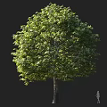 Tall Deciduous Tree with Lush Green Foliage and Human Silhouette Showing Size Proportion