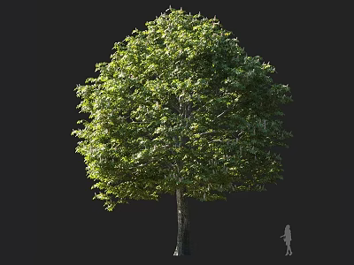 Tall Deciduous Tree with Lush Green Foliage and Human Silhouette Showing Size Proportion 3d model