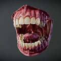 Human Oral Cavity Anatomical Model With Teeth Gums And Tongue Structure