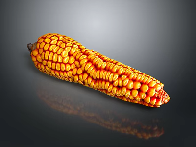 Shiny Yellow Orange Corn Cob With Ripe Kernels On Gray Background 3d model