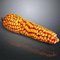 Shiny Yellow Orange Corn Cob With Ripe Kernels On Gray Background 3d model