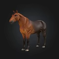 Realistic Brown And Black Horse 3D Model Standing Against Black Background