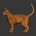 Orange Cat Standing Alert With Shiny Fur On Dark Reflective Floor 3d model