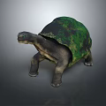 Realistic Green Shell Turtle Model With Textured Surface On Gray Background