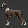 Boxer Dog 3D Model Brown And White Standing Pose On Gray Background With Reflection