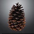 Brown Pine Cone with Natural Texture and Detailed Structure Isolated on Dark Background