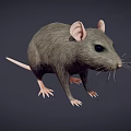 Realistic 3D Gray Rat Model With Pink Ears Long Whiskers And Pink Tail