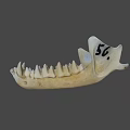 Animal Jawbone Skeleton With Sharp Teeth And Bone Structure Details