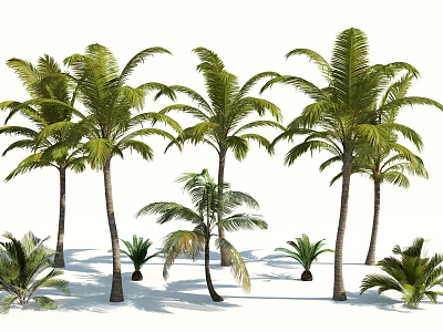 Tall Palm Trees And Small Palm Plants Arranged In White Background 3d model