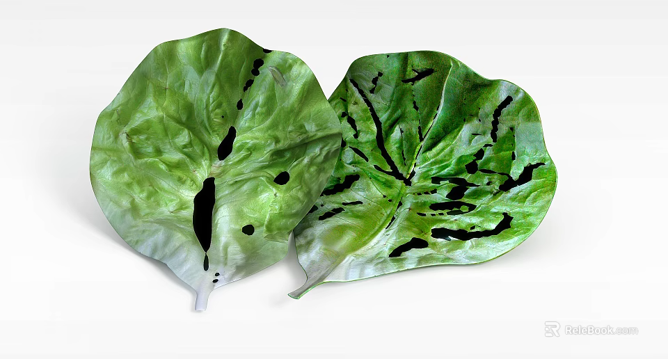 Two Green Leaves With Black Spots On White Background Display Natural Beauty 3d model 