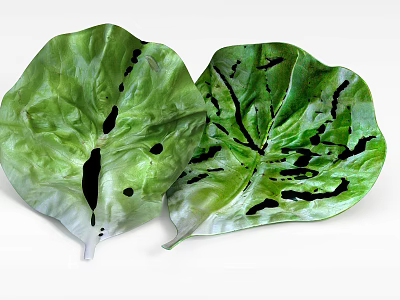 Two Green Leaves With Black Spots On White Background Display Natural Beauty 3d model