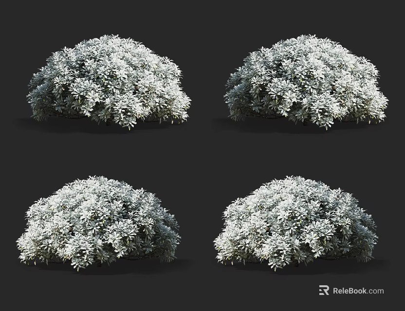 Four Healthy Rounded Shrubs Showcasing White Flowers and Lush Foliage 3d model 