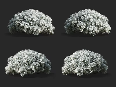 Four Healthy Rounded Shrubs Showcasing White Flowers and Lush Foliage 3d model