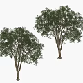 Two Mature Leafy Trees With Lush Green Foliage And Strong Trunk Structure