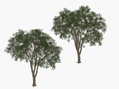 Two Mature Leafy Trees With Lush Green Foliage And Strong Trunk Structure 3d model
