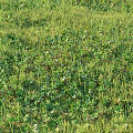 Natural Grassland Featuring Lush Green Plants Herbs And Divided White Lines