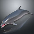 Dolphin With Open Mouth And Smooth Body On Dark Reflective Surface