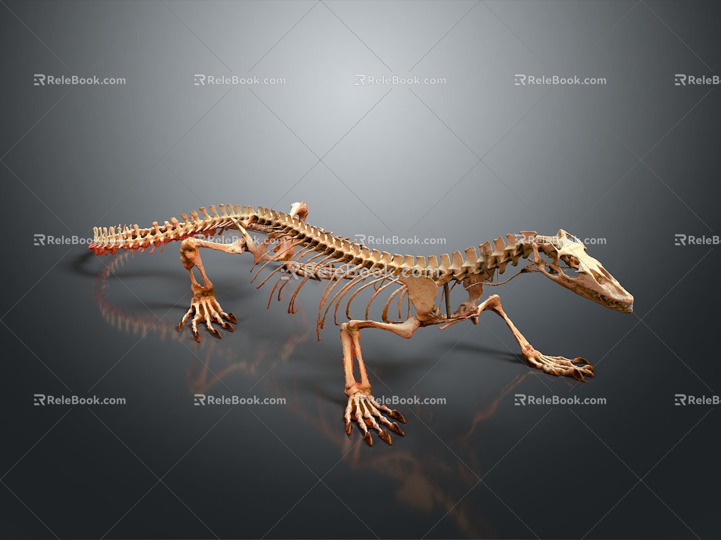 Modern lizard skeleton lizard fossil animal skeleton skeleton 3d model