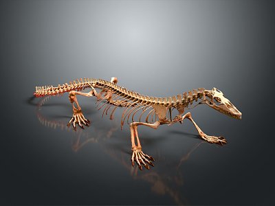 Modern lizard skeleton lizard fossil animal skeleton 3d model