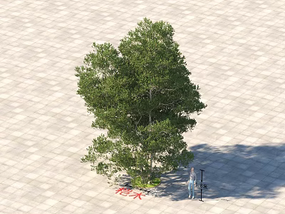 Green Arbor Growing On Square Paved Ground With Person Standing Beside 3d model