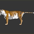 Modern tiger fierce tiger downhill tiger 3d model