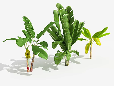 Three Different Sizes Tropical Banana Trees With Lush Green Leaves And Ripe Fruits 3d model