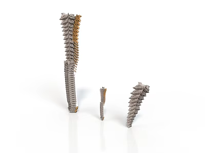 Anatomical Spinal Vertebrae Models in Different Sizes and Structures 3d model