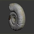 Modern Conch Bone Snail Field Snail 3d model