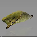 Green Butterfly Pupa With Shiny Surface And Yellow Brown Spots On Dark Background Showing Reflection