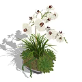 Bonsai Potted Plant Featuring White Orchids Green Grass Succulents Moss And Small Stones