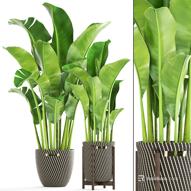 Large Leafy Indoor Potted Plant with Striped Woven Basket for Home Decoration 3d model 