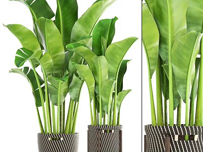 Large Leafy Indoor Potted Plant with Striped Woven Basket for Home Decoration 3d model