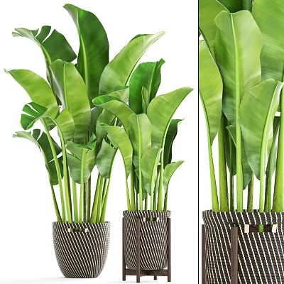 Large Leafy Indoor Potted Plant with Striped Woven Basket for Home Decoration 3d model