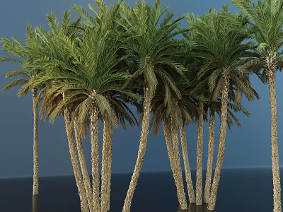 Tall Slender Palm Trees With Lush Green Fronds Against Deep Blue Sky And Dark Ground 3d model