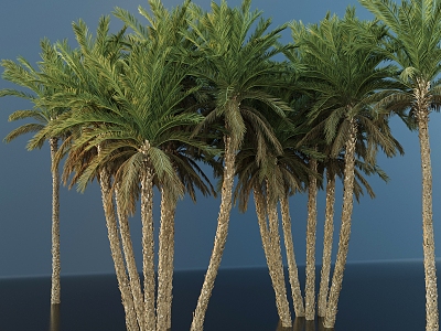 Modern Palm Trees Landscape Trees Tall Trees Landscape Trees Courtyard Landscape Trees 3d model