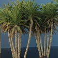 Modern Palm Trees Landscape Trees Tall Trees Landscape Trees Courtyard Landscape Trees Trees 3d model