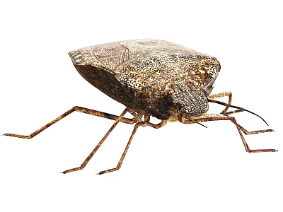 Brown Reptile With Textured Body And Long Legs On White Background 3d model