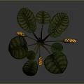 Tropical Plant With Large Green Patterned Leaves Thick Stems And Yellow Spotted Flowers