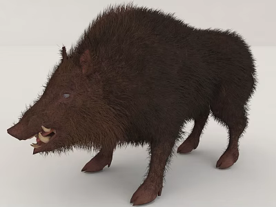 Furry Brown Wild Boar Standing On Plain Background 3d model