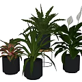 Modern Indoor Potted Plants With Green Ferns White Lilies In Black Cylindrical Pots